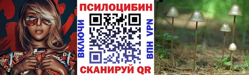 Галлюциногенные грибы Psilocybe что такое Закаменск